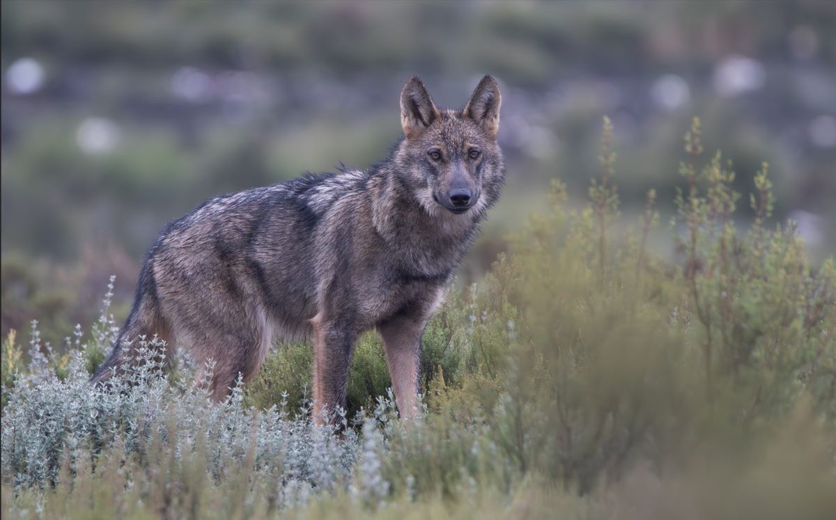 As&iacute; quiere Ilunion Hotels favorecer la convivencia con el lobo