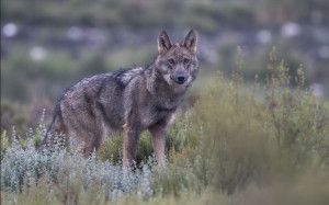 Ilunion Hotels amplía su compromiso de impacto positivo a la protección del lobo