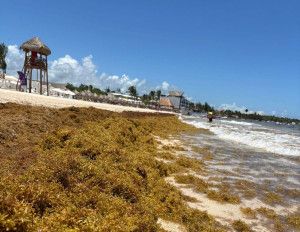 Sargazo en el Caribe mexicano: los hoteles gastan hasta 30 millones de dólares anuales