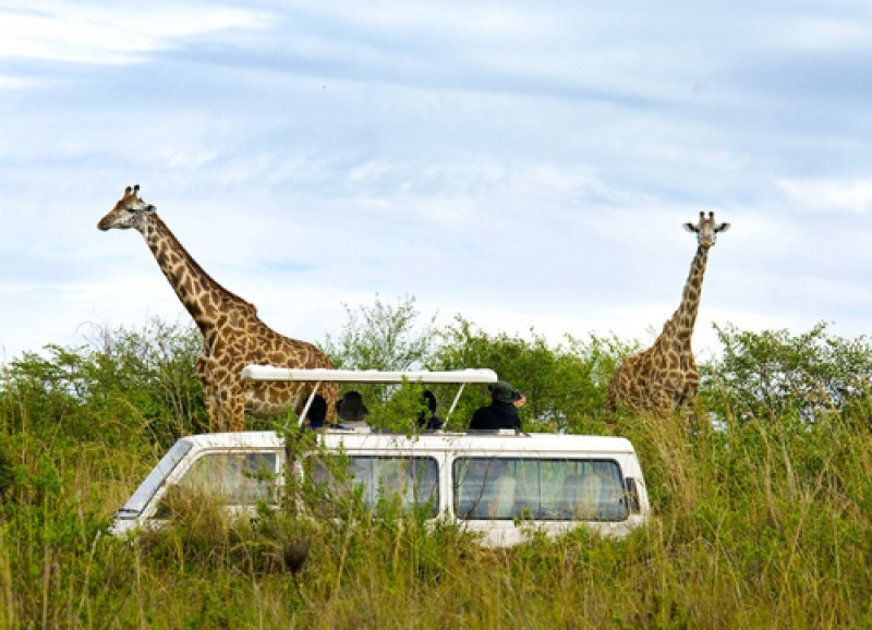 Safari en Kenia. #shu#